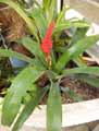 Bromeliaceae-Guzmania sp.-Guzmania.jpg